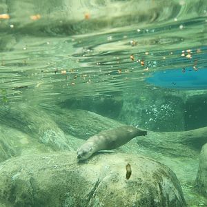 WNCNC - North American River Otter