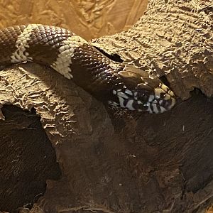 Warm Room - Scarlet kingsnake 060625