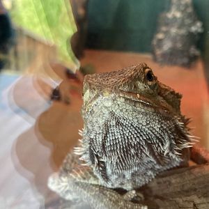 Central Bearded Dragon