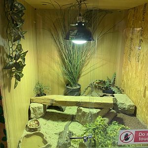 Warm Room - Bearded dragon exhibit 060625