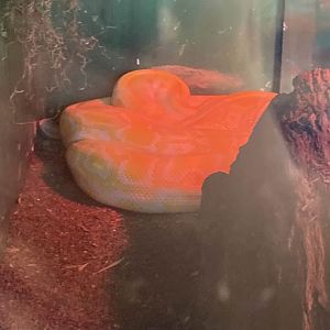 Burmese Python (albino)
