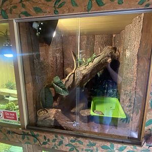 Warm Room - Chinese water dragon exhibit 060625