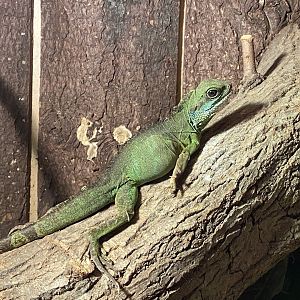 Warm Room - Chinese water dragon 060625
