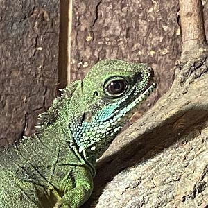 Warm Room - Chinese water dragon 060625