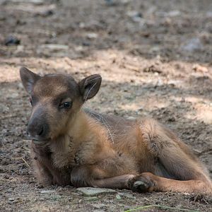Baby reindeer (Rangifer tarandus)