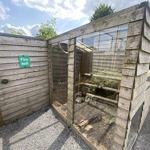 Banded mongoose enclosure 060625