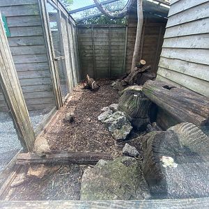 Banded mongoose enclosure 060625