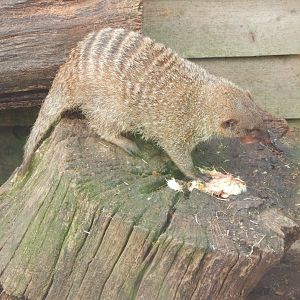 Banded mongoose 060625
