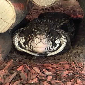Argentine Black-And-White Tegu