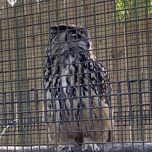Eurasian Eagle-Owl