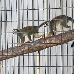 Guianan Squirrel Monkey