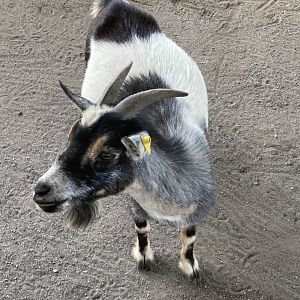 Alpine Goat