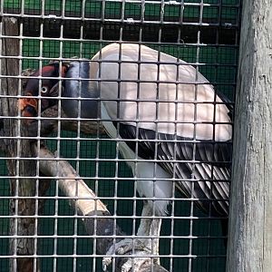 King Vulture