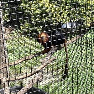 Golden-Headed Lion Tamarin
