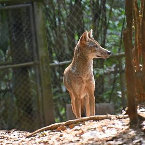 El Salvador coyote (Canis latrans dickeyi)