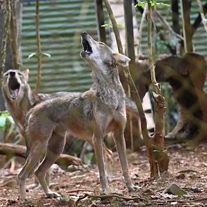 El Salvador coyote (Canis latrans dickeyi)