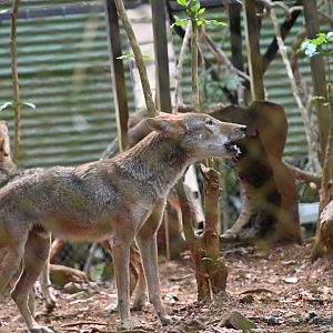 El Salvador coyote (Canis latrans dickeyi)