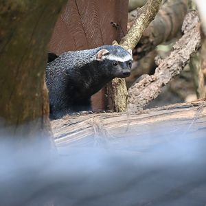 Greater grison (Galictis vittata)