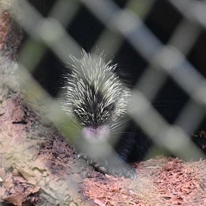 Mexican Hairy Dwarf Porcupine (Coendou mexicanus)