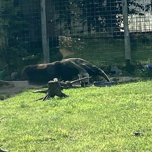 Giant Anteater