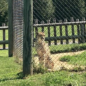 South African Cheetah