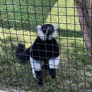 Black-and-White Ruffed Lemur