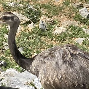 Greater Rhea