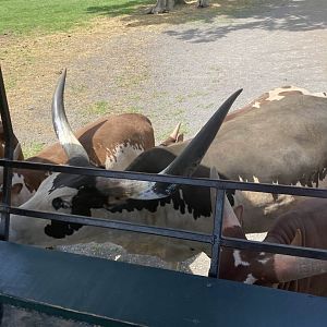 Ankole-Watusi Cattle