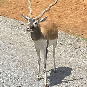 Blackbuck Antelope