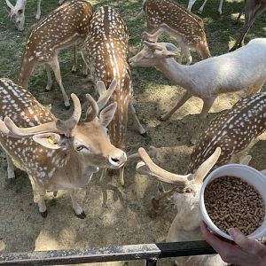Common Fallow Deer