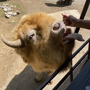 American Bison (Leucistic)