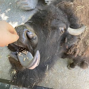 American Bison