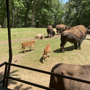American Bison Calves