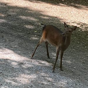Sika Deer