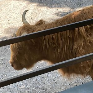 Scottish Highland Cattle