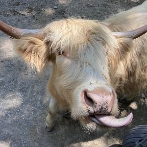 Scottish Highland Cattle