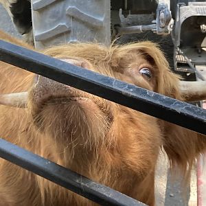 Scottish Highland Cattle