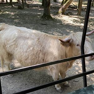 Scottish Highland Cattle
