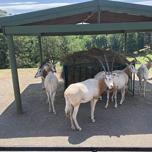 Scimitar-Horned Oryx