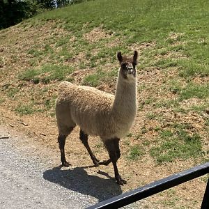 Llama