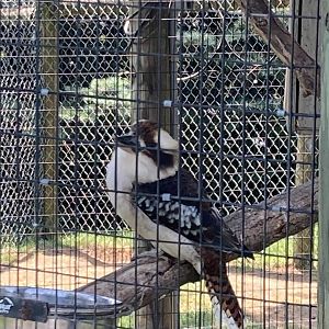 Laughing Kookaburra