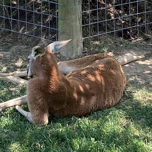 Red Kangaroo