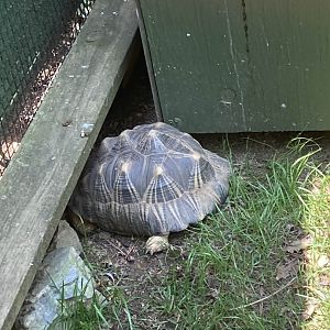 Indian Star Tortoise