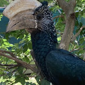 Silvery-Cheeked Hornbill