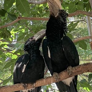 Silvery-Cheeked Hornbills