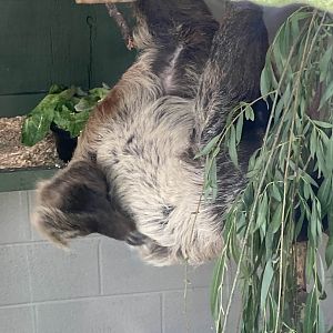 Hoffmann’s Two-Toed Sloth