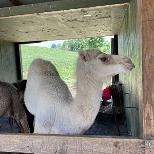 Dromedary Camel