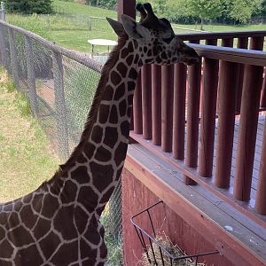 Reticulated Giraffe