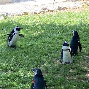 African Penguins