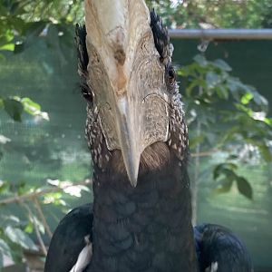 Front-faced Silvery-Cheeked Hornbill